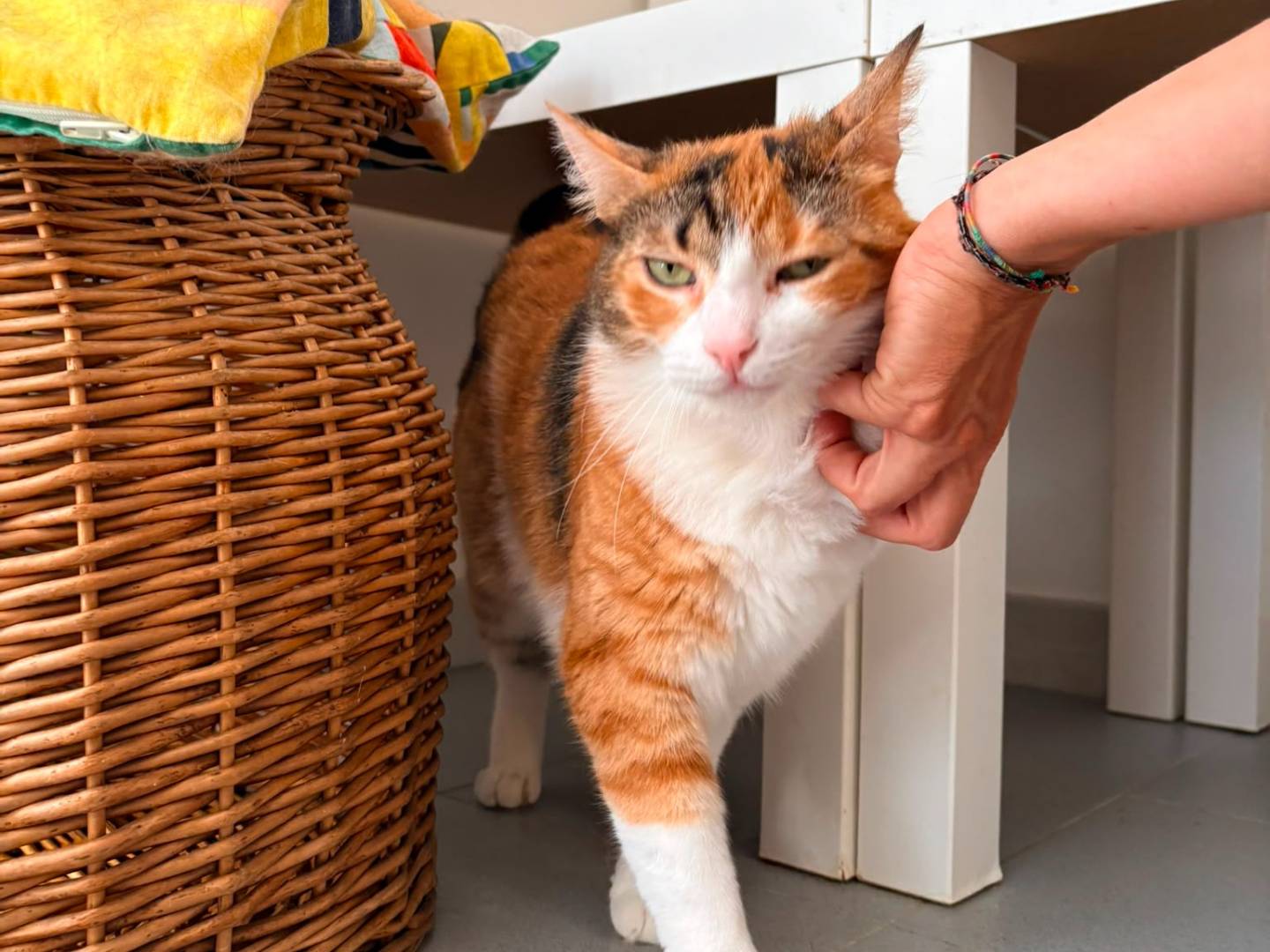 Adotta il gatto Mina a Roma