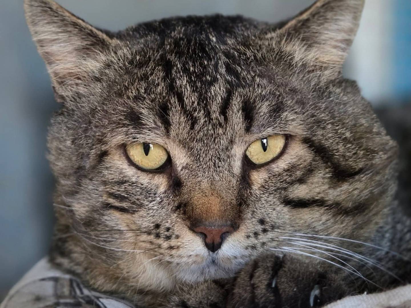 Adozione gatto, maschio, Razza sconosciuta Razza sconosciuta, 5 anni e 11 mesi, taglia non valida, Roma