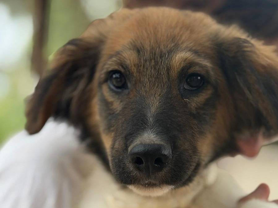 Adozione cane, maschio, Razza sconosciuta Razza sconosciuta, 2 mesi, taglia media, Lecce