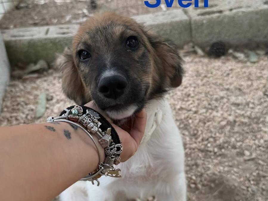 Adotta un cane, maschio, 2 mesi, Lecce