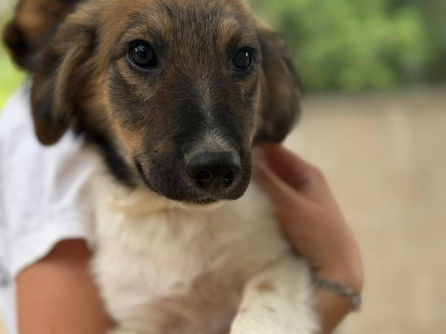 Adotta un cane, taglia media, maschio, Lecce