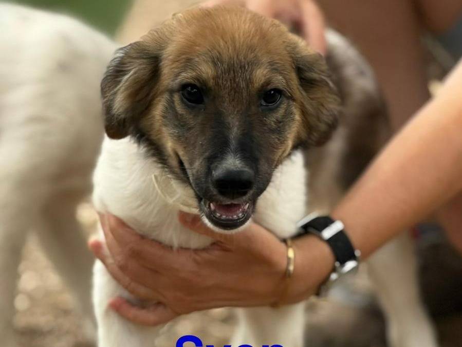 Vuoi adottare un cane a Lecce?