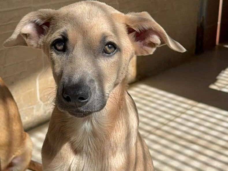 Adozione cane, maschio, Razza sconosciuta Razza sconosciuta, 11 mesi, taglia media, Varese