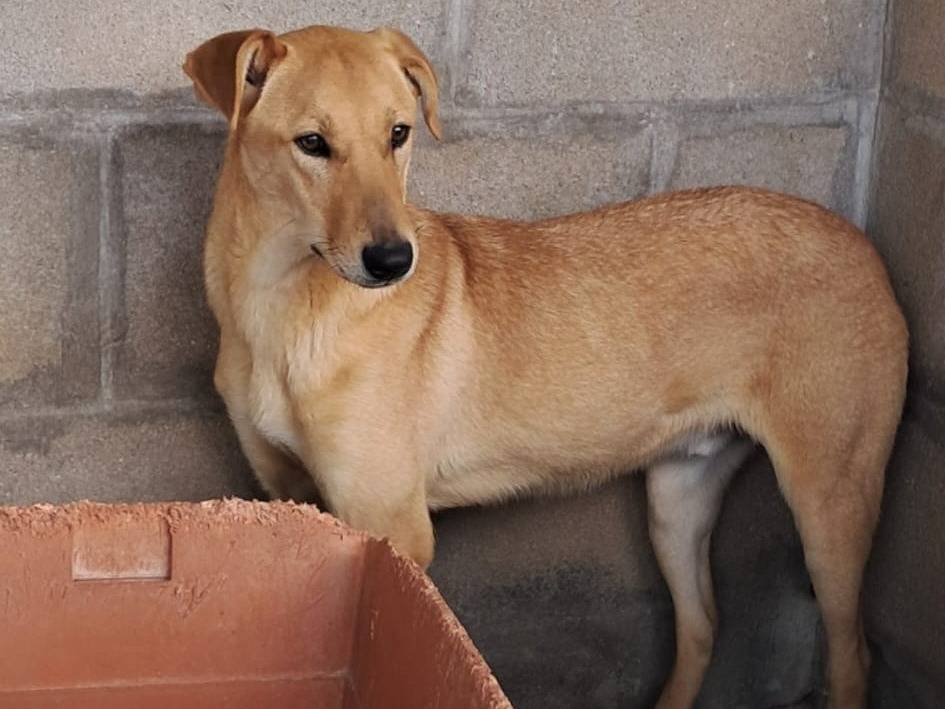Vuoi adottare un cane a Varese?