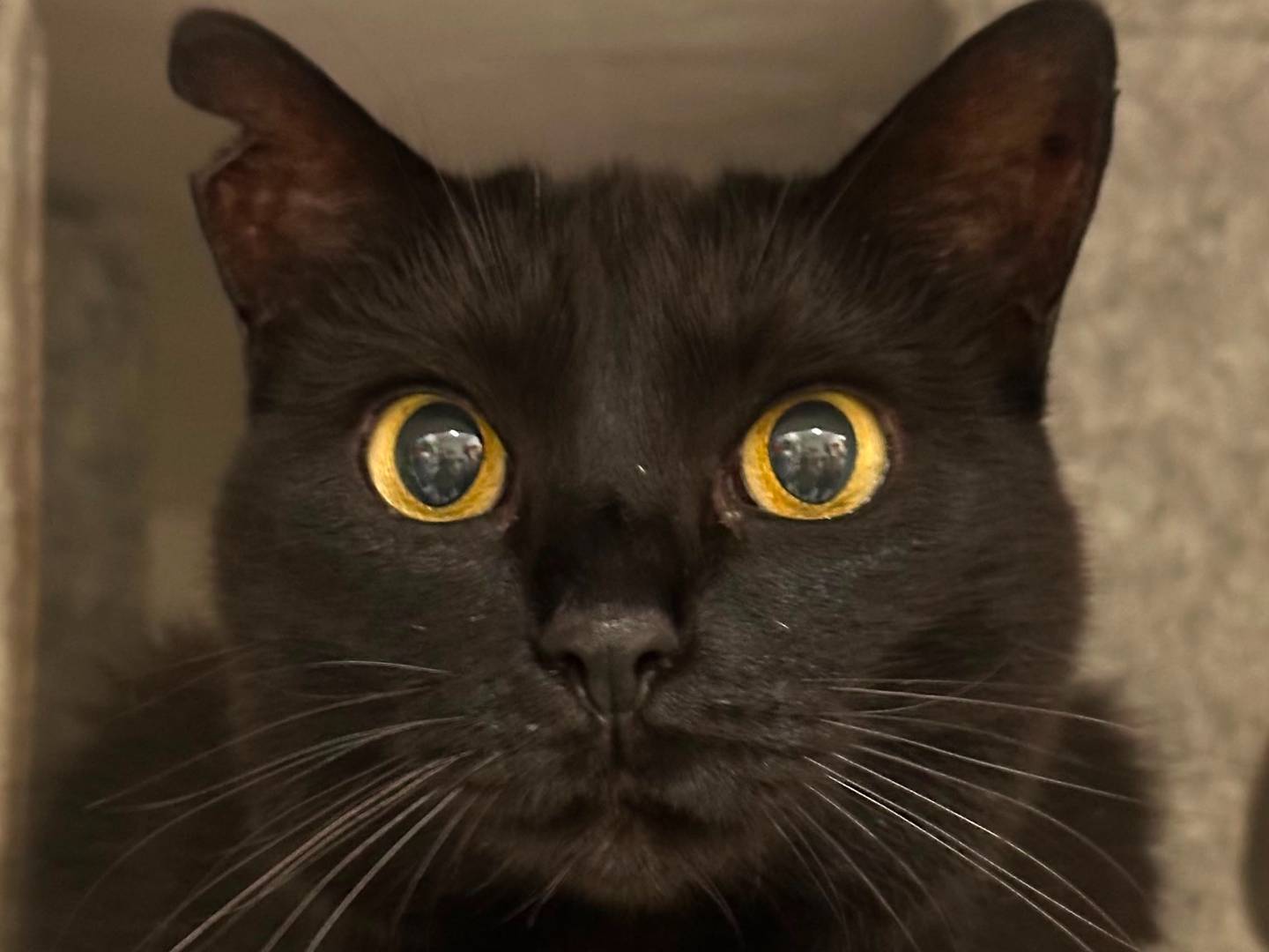 Adozione gatto, femmina, Razza sconosciuta Razza sconosciuta, 4 anni e 1 mese, taglia non valida, Viterbo