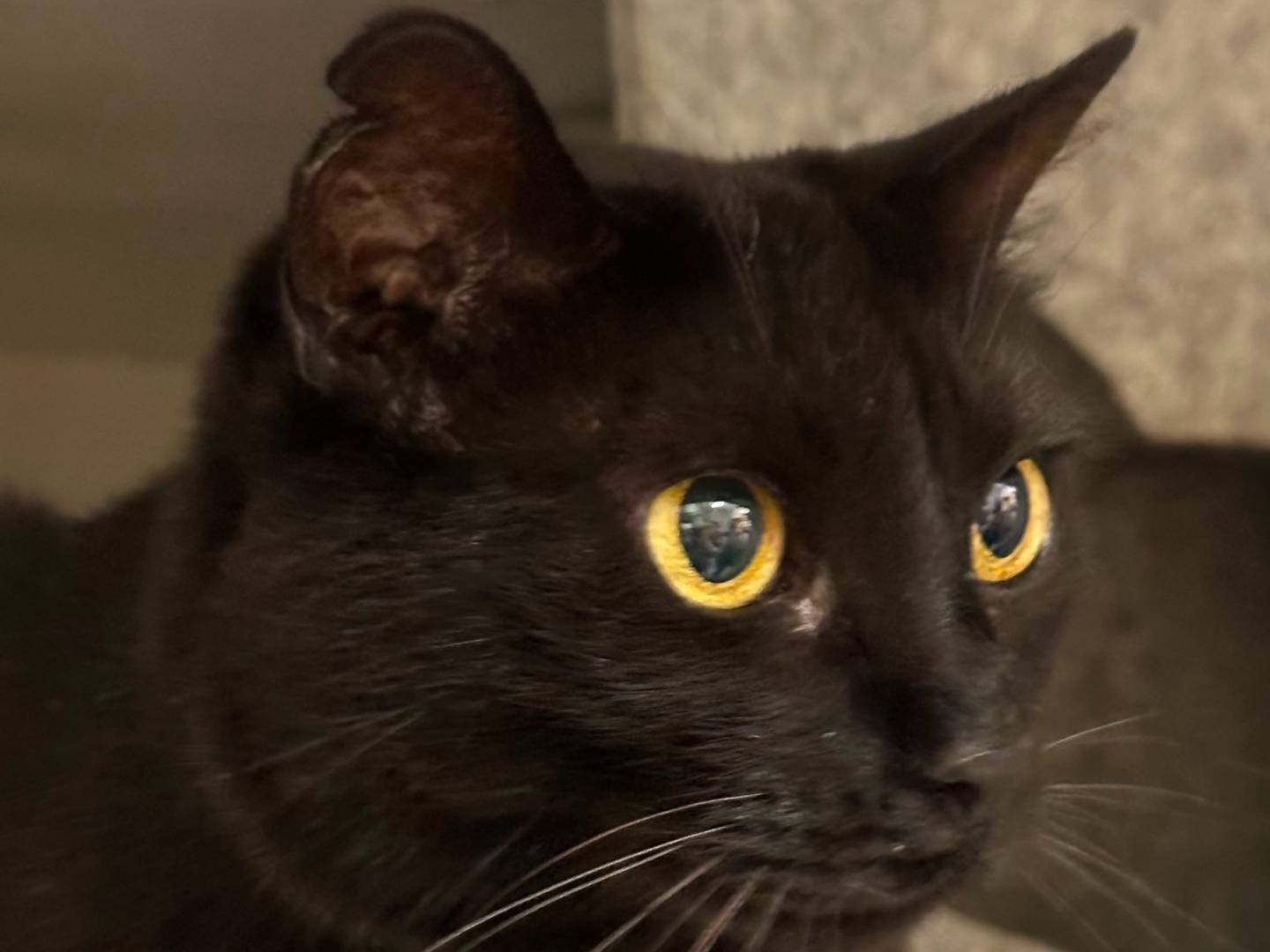 Adotta un gatto, femmina, 4 anni e 1 mese, Viterbo