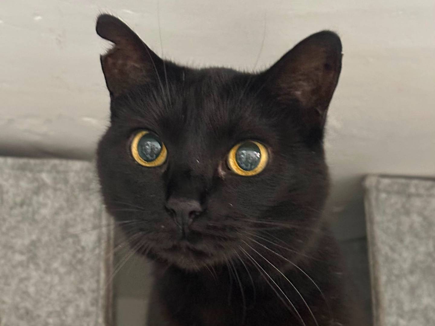 Adotta un gatto, taglia non valida, femmina, Viterbo