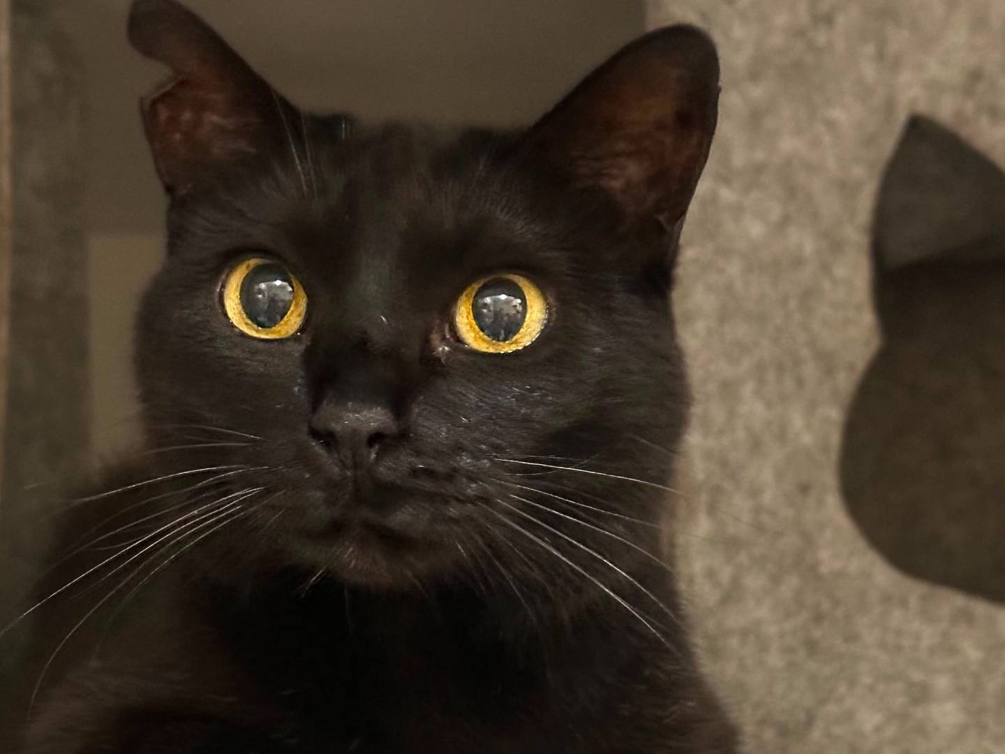 Vuoi adottare un gatto a Viterbo?