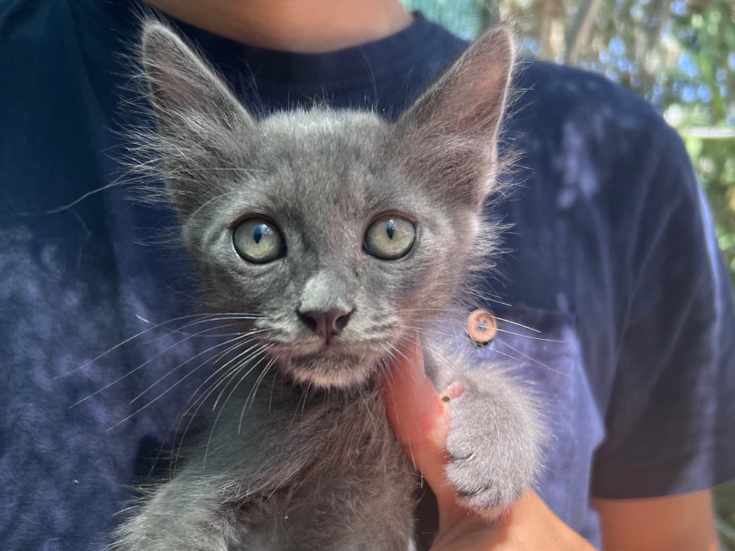 Adozione cane, maschio, Razza sconosciuta Razza sconosciuta, 1 mese, taglia piccola, Siracusa