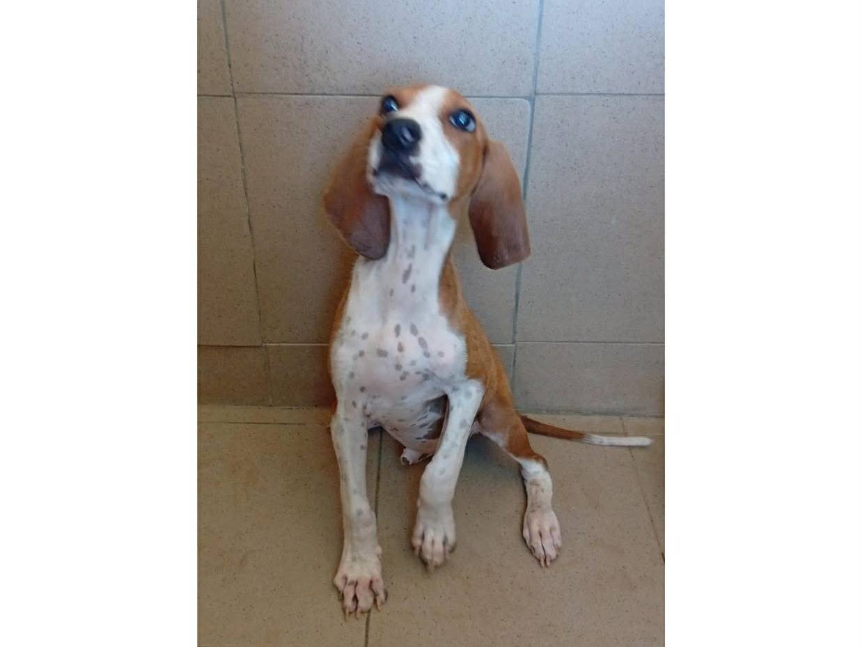 Adozione cane, maschio, Razza sconosciuta Razza sconosciuta, 3 mesi, taglia media contenuta, Bari