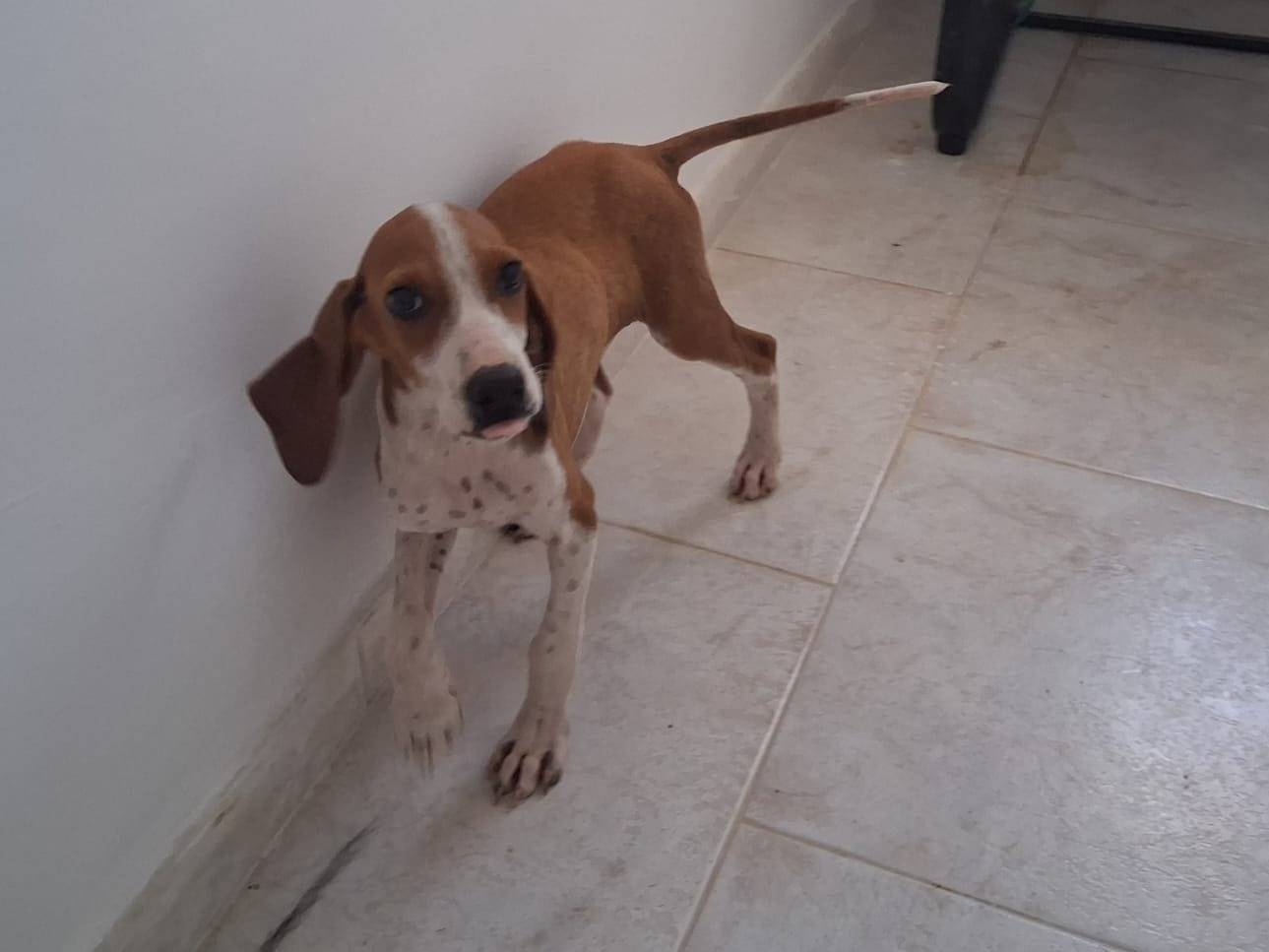 Adotta un cane, maschio, 3 mesi, Bari