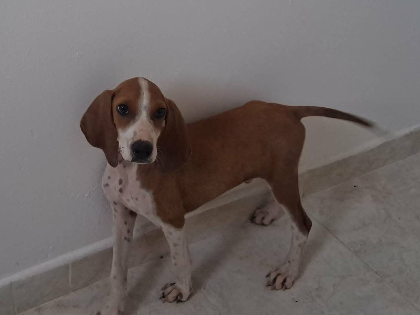 Adotta un cane, taglia media contenuta, maschio, Bari