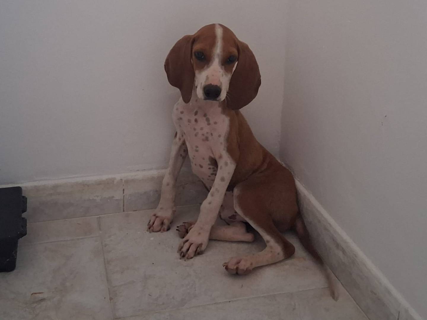 Vuoi adottare un cane a Bari?