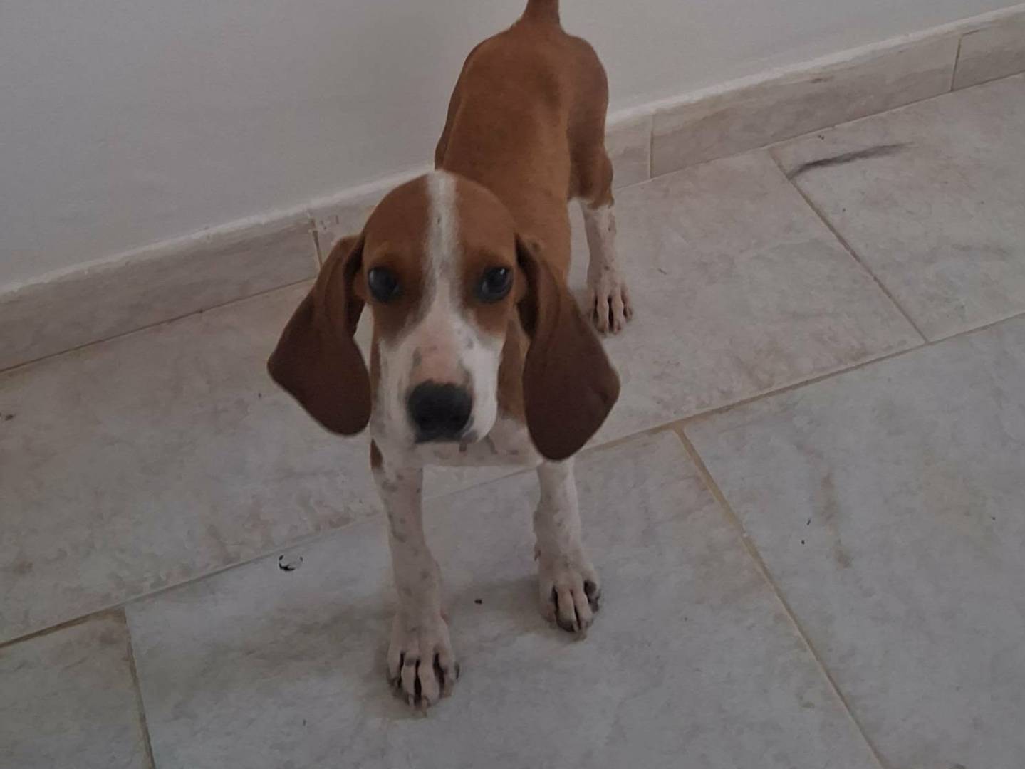 Adotta il cane Dumbo a Bari