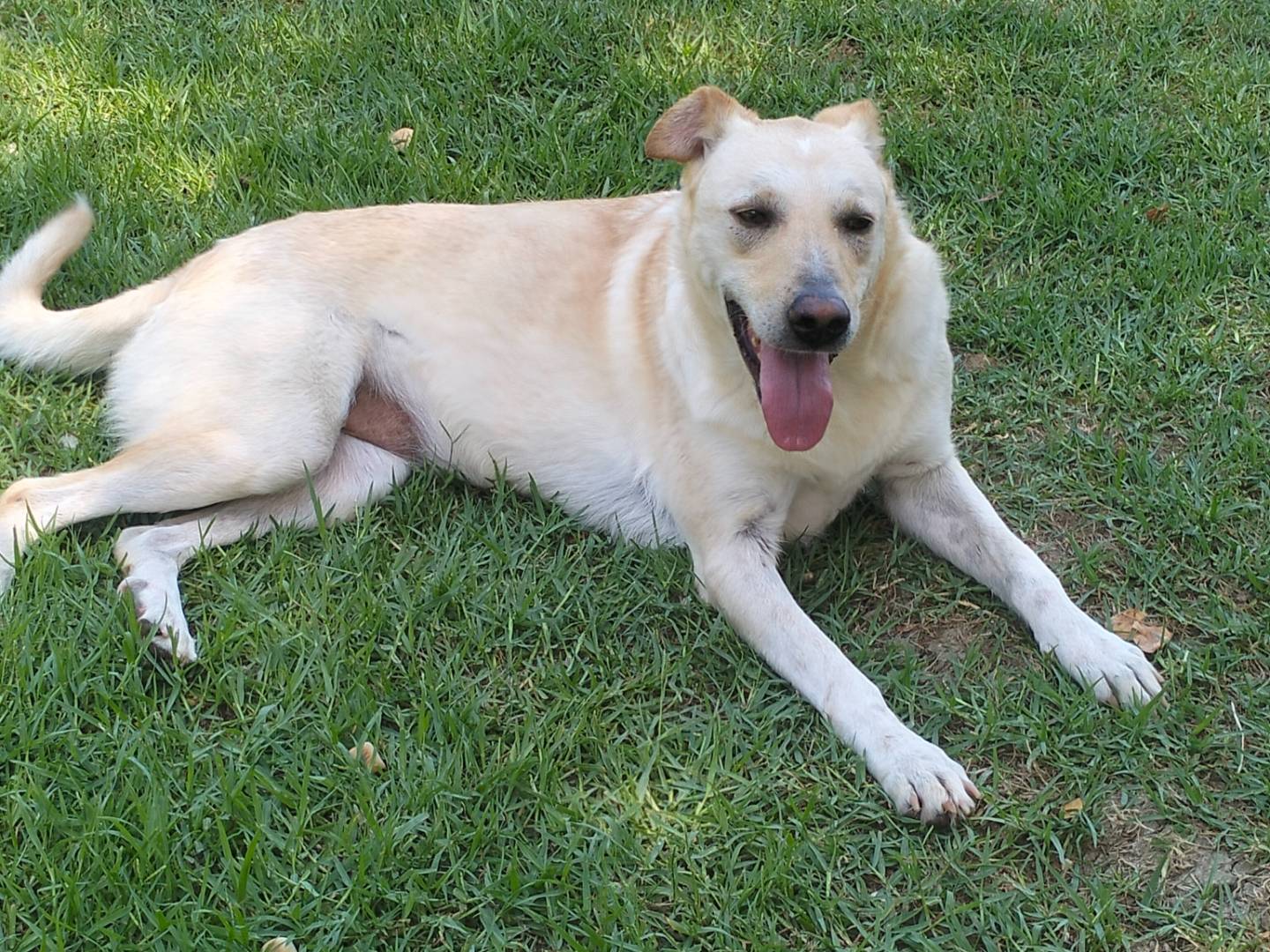 Adozione cane, femmina, Razza sconosciuta Razza sconosciuta, 4 anni e 6 mesi, taglia media, Frosinone