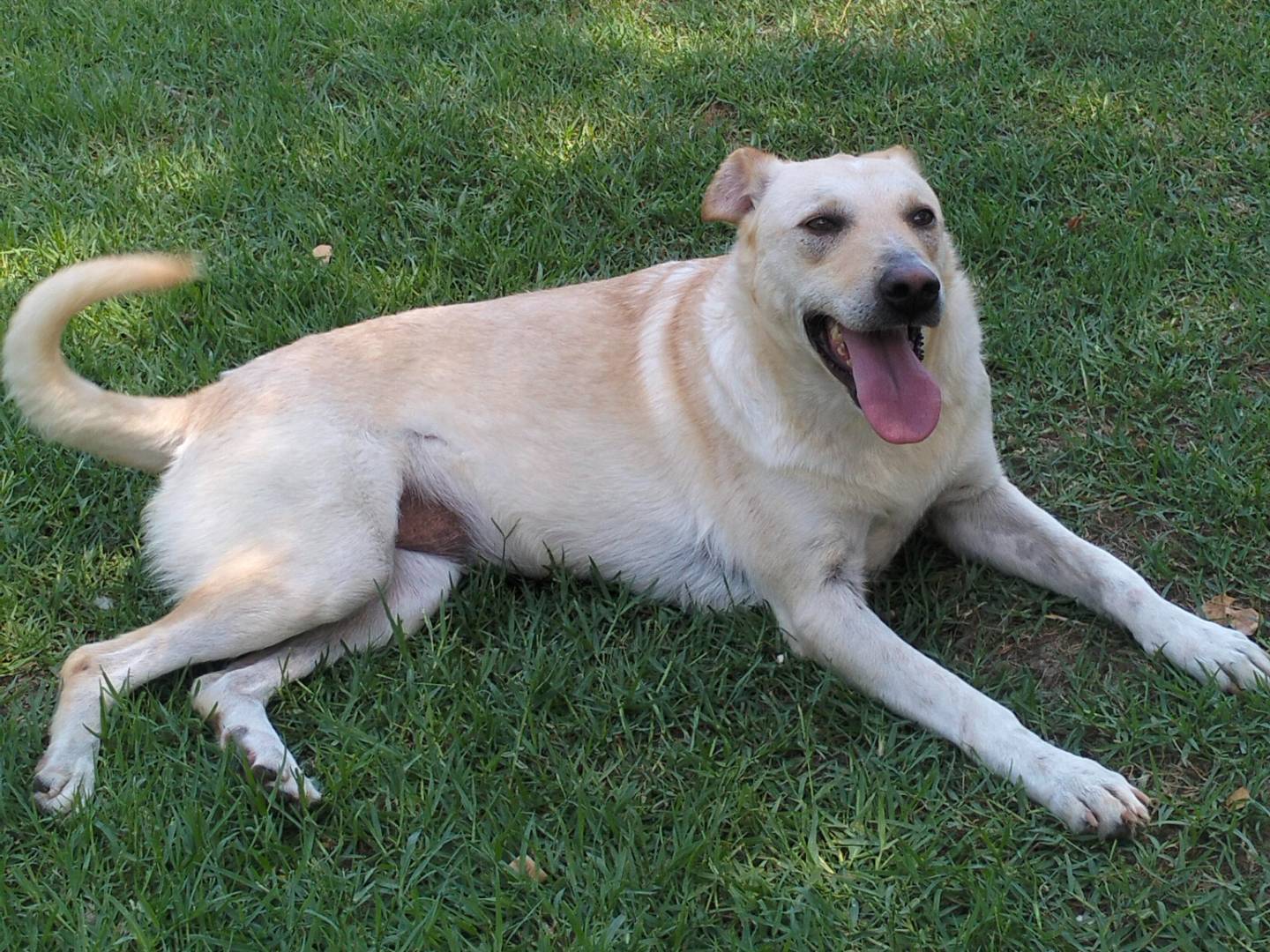 Adotta un cane, femmina, 4 anni e 6 mesi, Frosinone