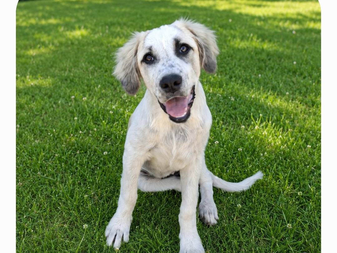 Adozione cane, femmina, Razza sconosciuta Razza sconosciuta, 5 mesi, taglia grande, Torino