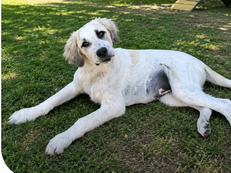 Adotta un cane, femmina, 5 mesi, Torino