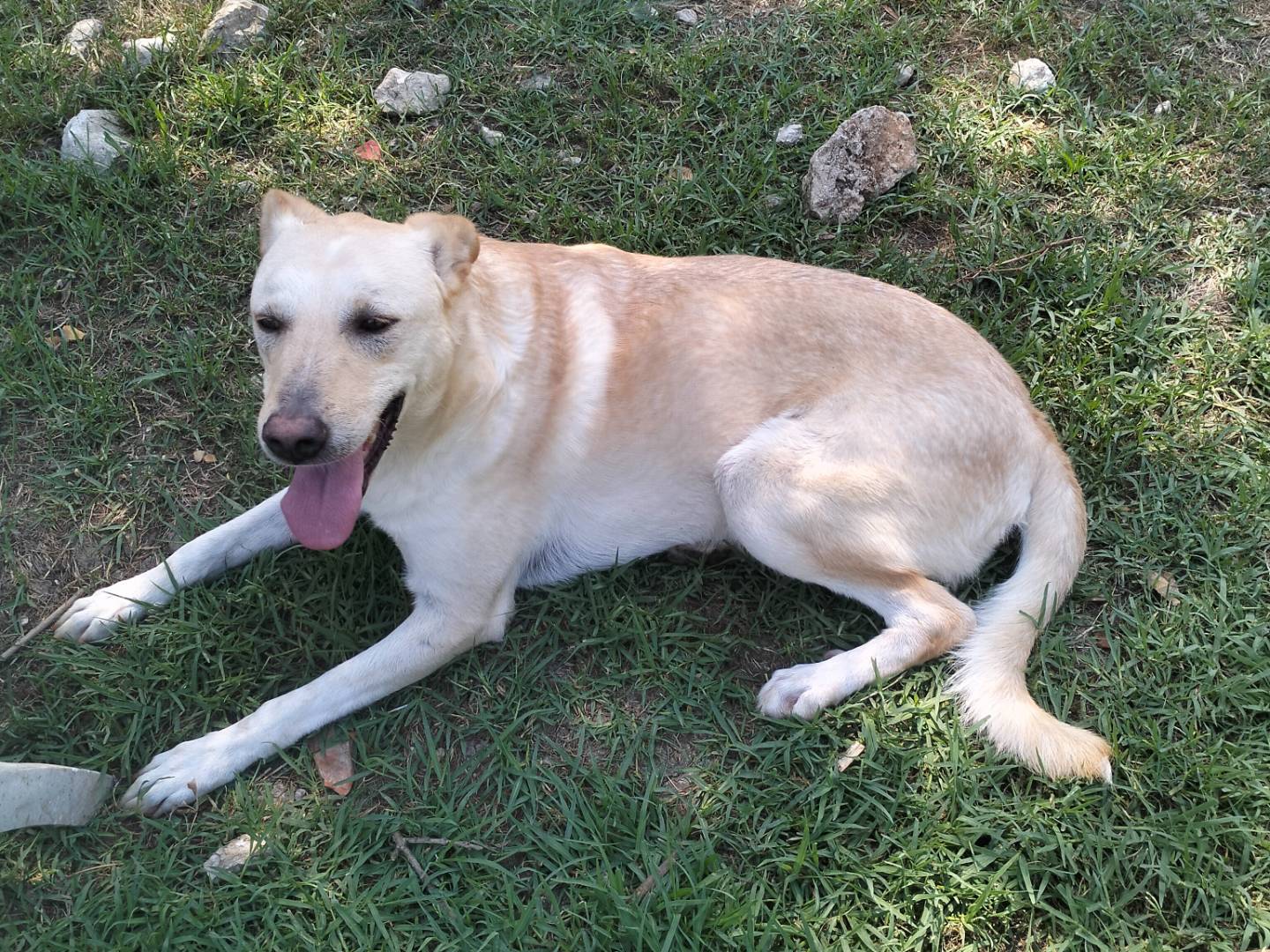 Adotta un cane, taglia media, femmina, Frosinone