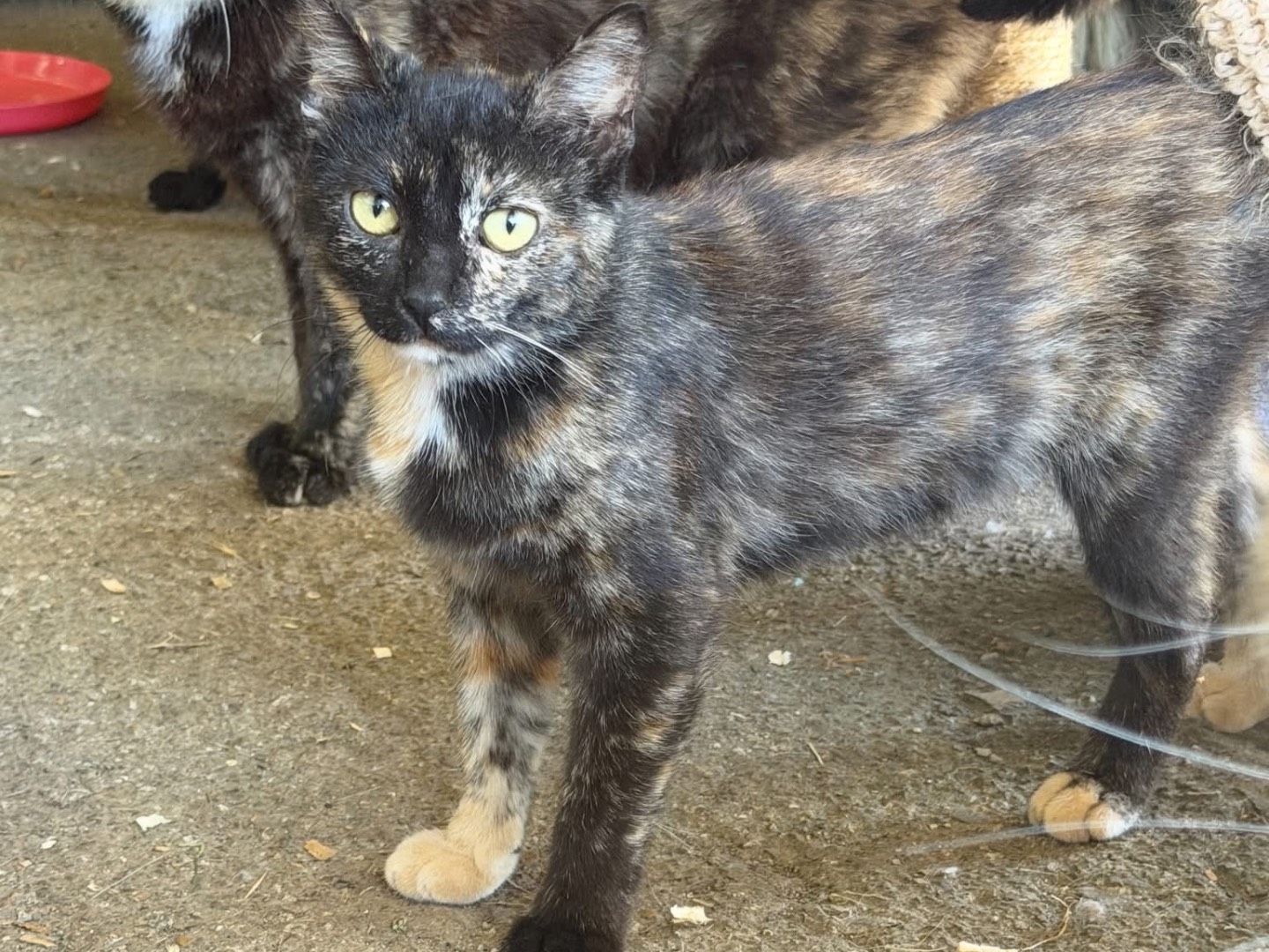 Adozione gatto, femmina, Razza sconosciuta Razza sconosciuta, 6 mesi, taglia non valida, Perugia