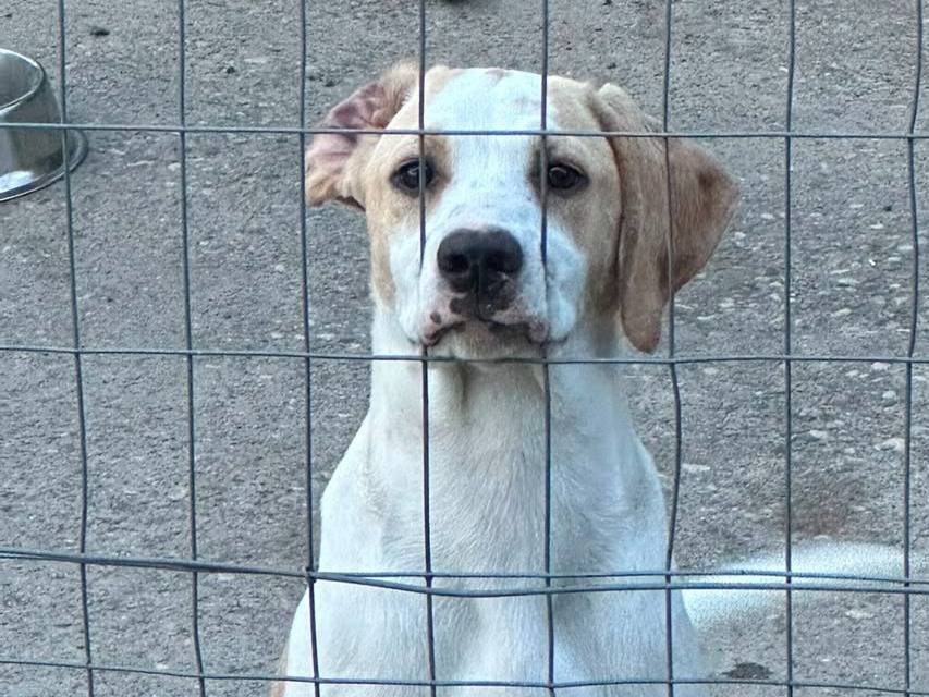 Adozione cane, femmina, Razza sconosciuta Razza sconosciuta, 2 mesi, taglia media, Avellino