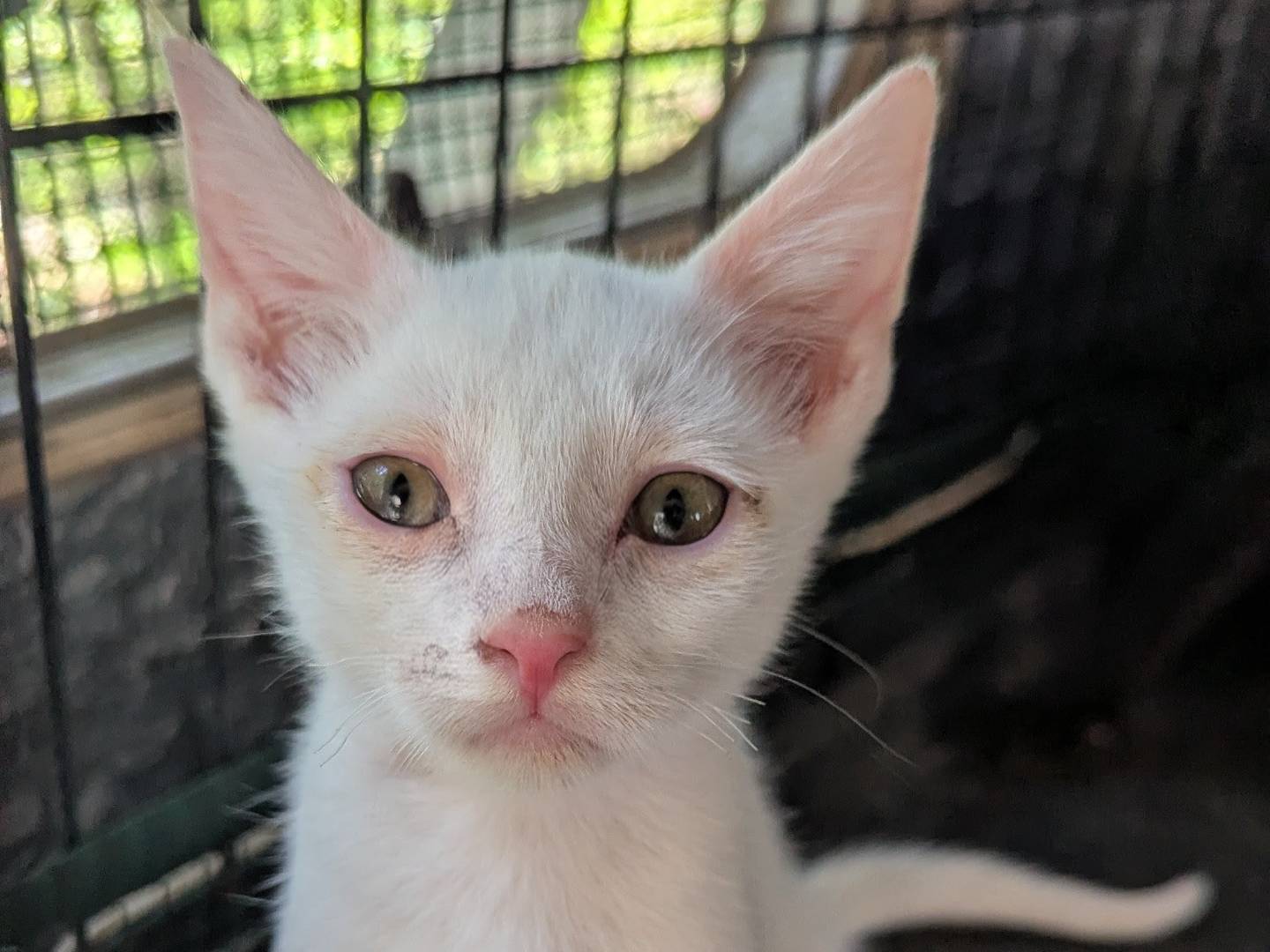 Adozione gatto, femmina, Razza sconosciuta Razza sconosciuta, 2 mesi, taglia non valida, Teramo