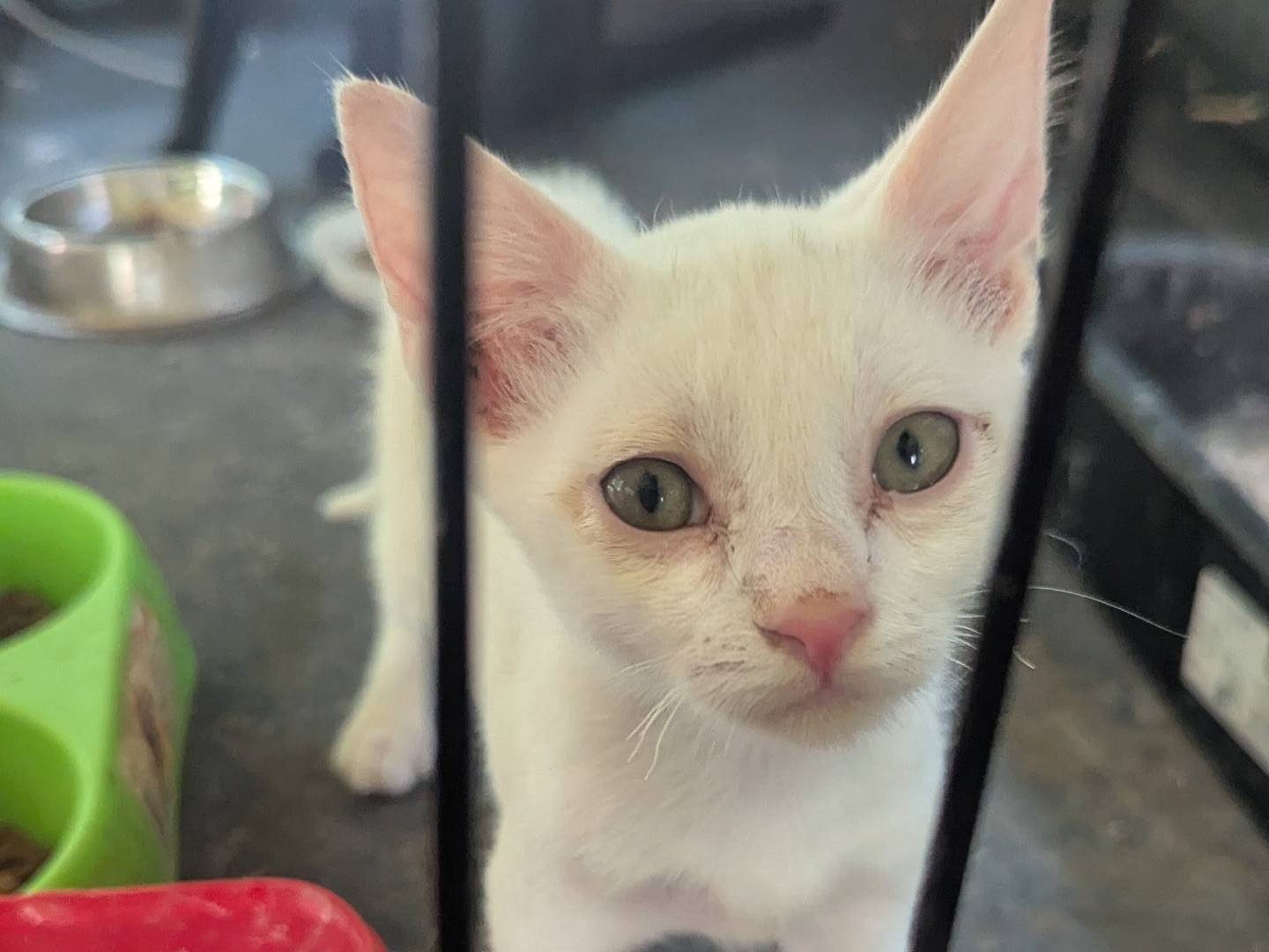 Adotta un gatto, femmina, 2 mesi, Teramo