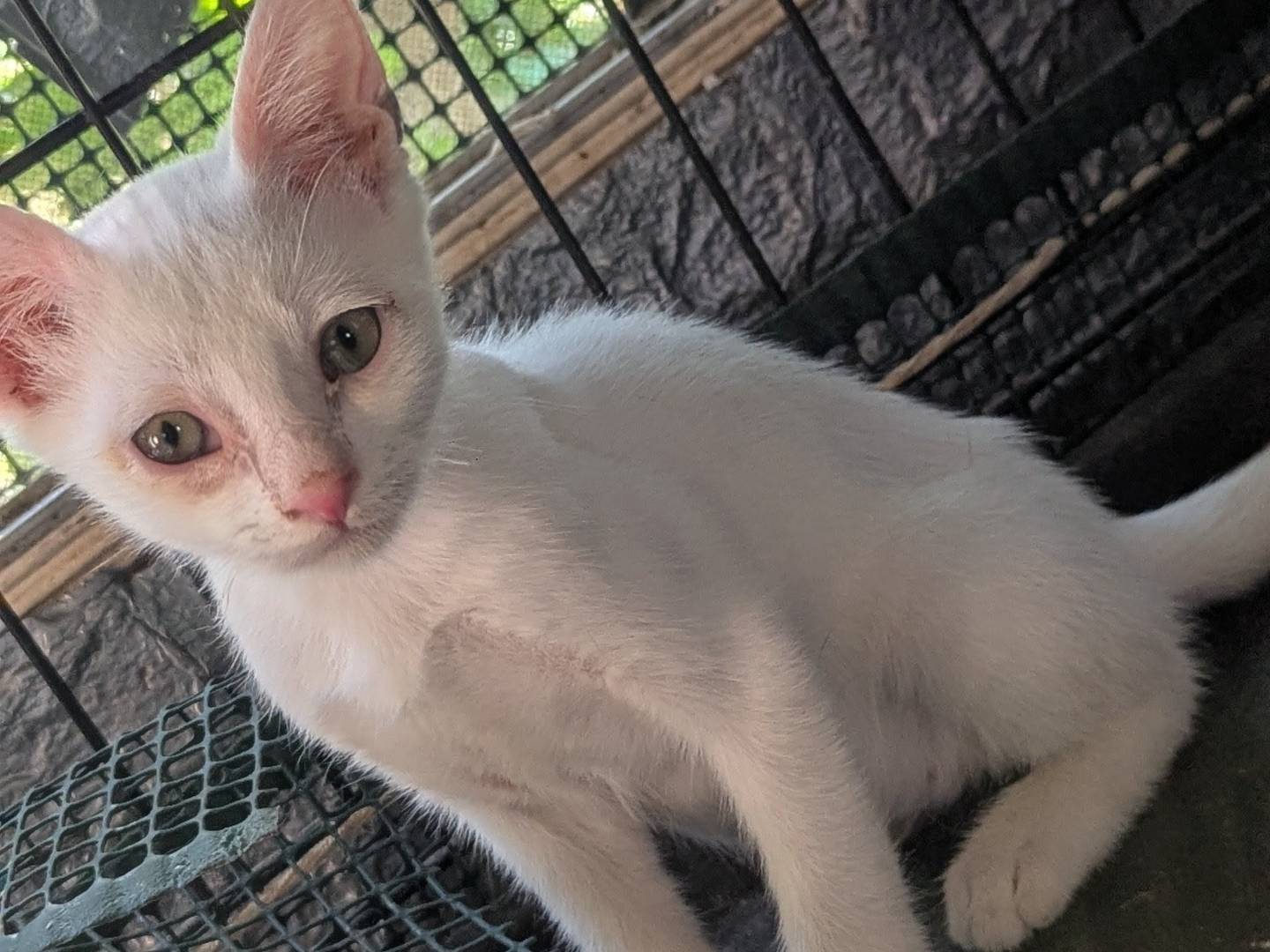 Adotta un gatto, taglia non valida, femmina, Teramo
