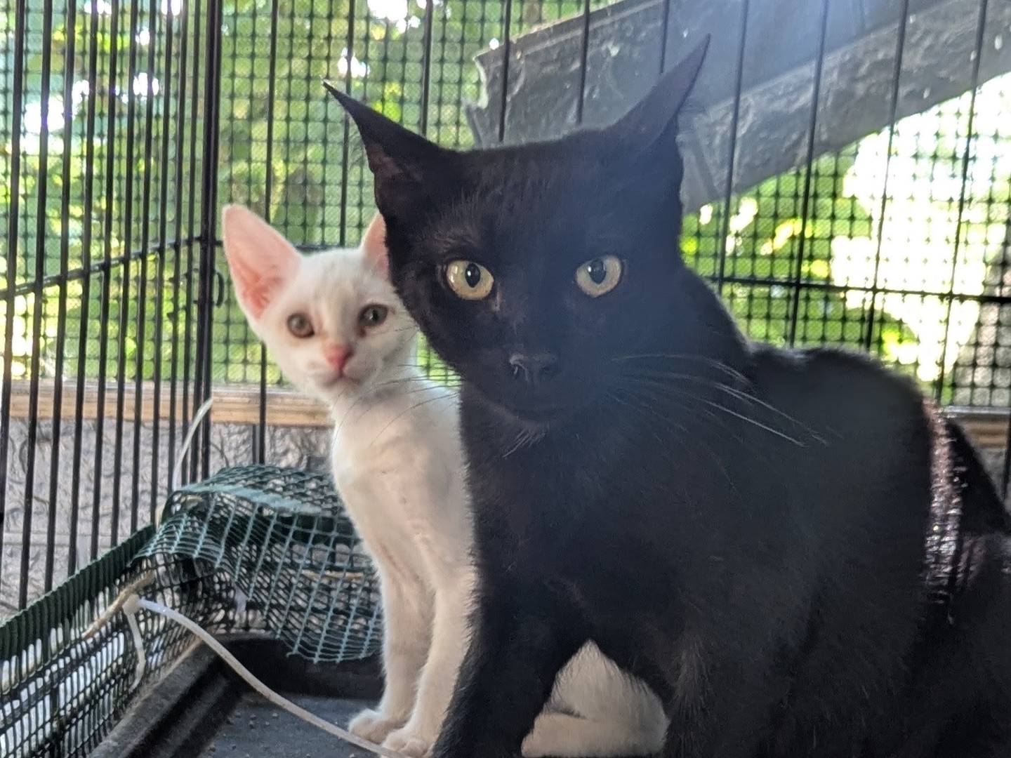 Vuoi adottare un gatto a Teramo?