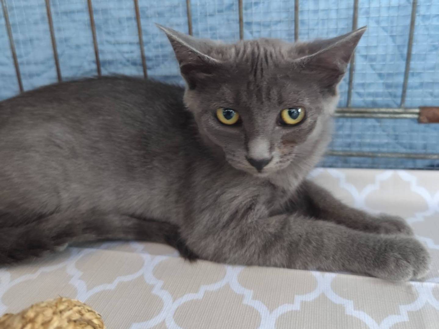 Adozione gatto, femmina, Razza sconosciuta Razza sconosciuta, 2 mesi, taglia non valida, Firenze