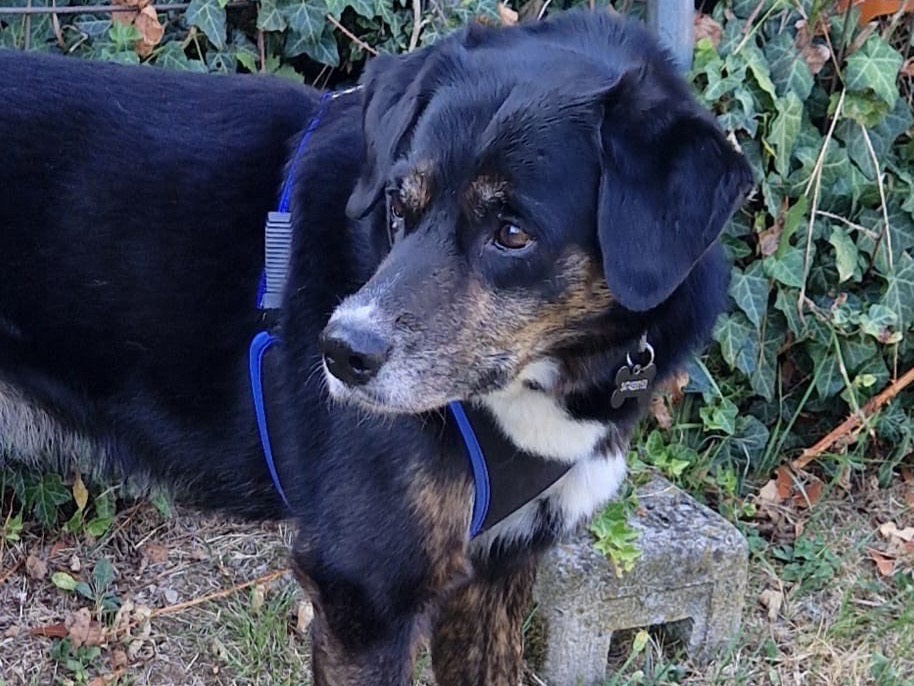 Adozione cane, maschio, Razza sconosciuta Razza sconosciuta, 12 anni e 3 mesi, taglia grande, Milano