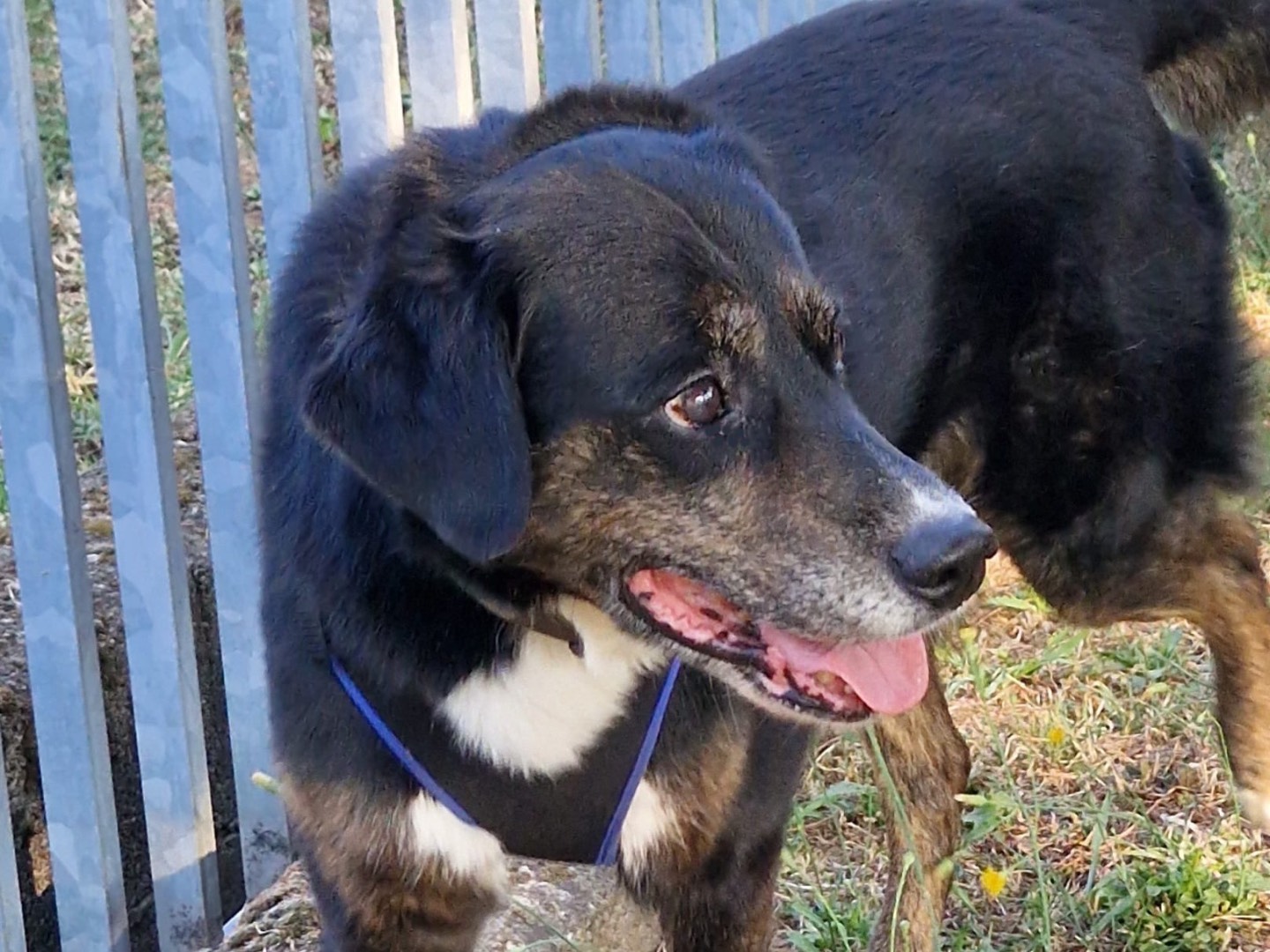 Adotta un cane, maschio, 12 anni e 3 mesi, Milano