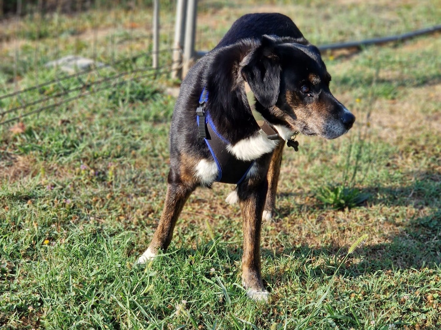Adotta un cane, taglia grande, maschio, Milano
