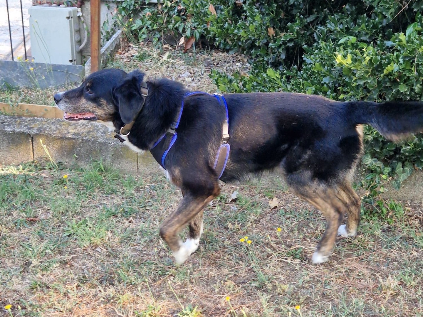 Vuoi adottare un cane a Milano?