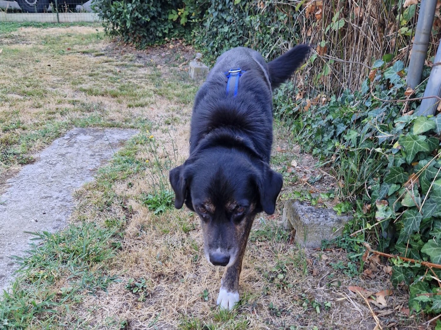 Adotta il cane Nonno lucky  a Milano