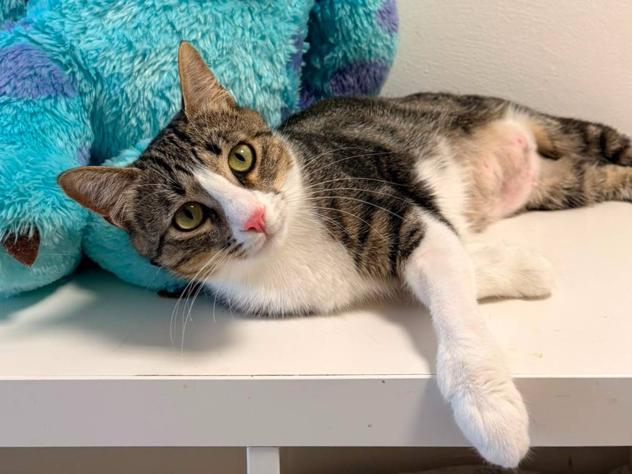 Adotta un gatto, femmina, 1 anno e 1 mese, Roma