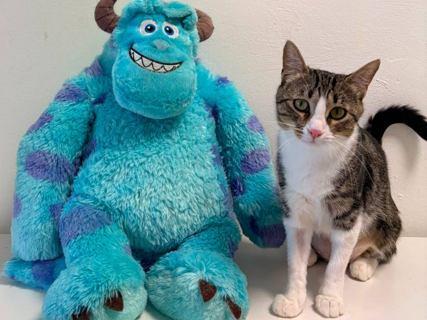 Adozione gatto, femmina, Razza sconosciuta Razza sconosciuta, 1 anno e 1 mese, taglia non valida, Roma