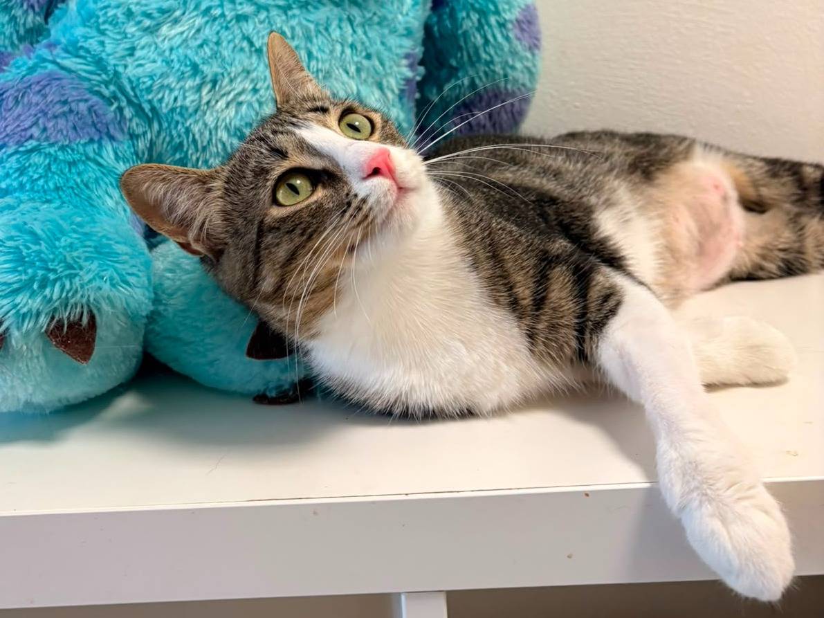 Adotta un gatto, taglia non valida, femmina, Roma