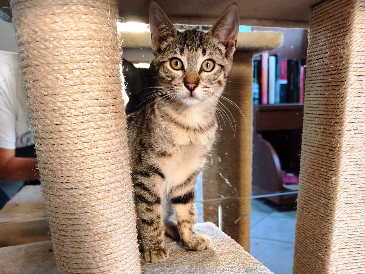 Vuoi adottare un gatto a Latina?