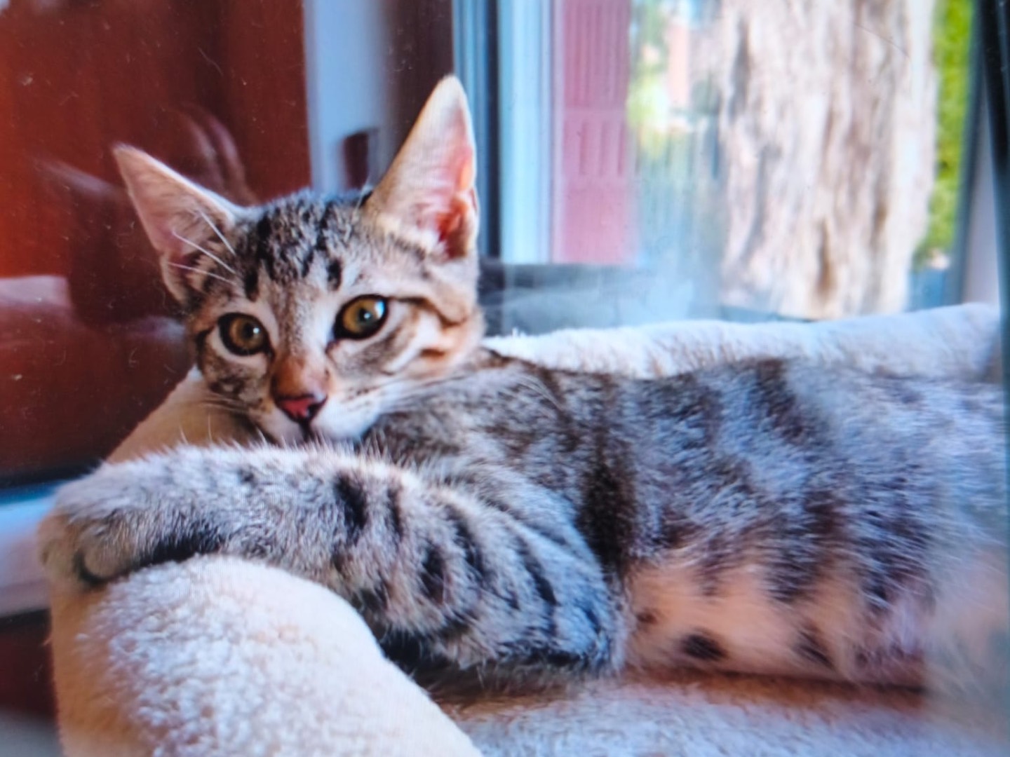 Adotta un gatto, maschio, 4 mesi, Latina