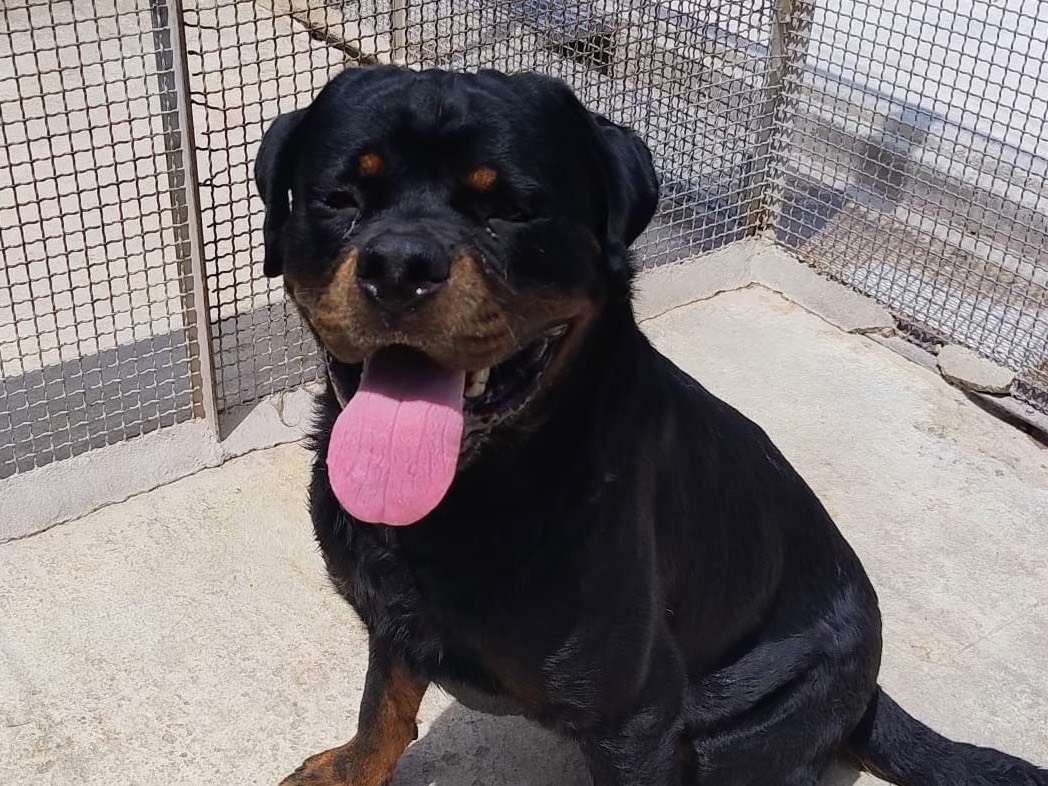 Adozione cane, maschio, Rottweiler Razza sconosciuta, 1 anno e 10 mesi, taglia grande, Trapani