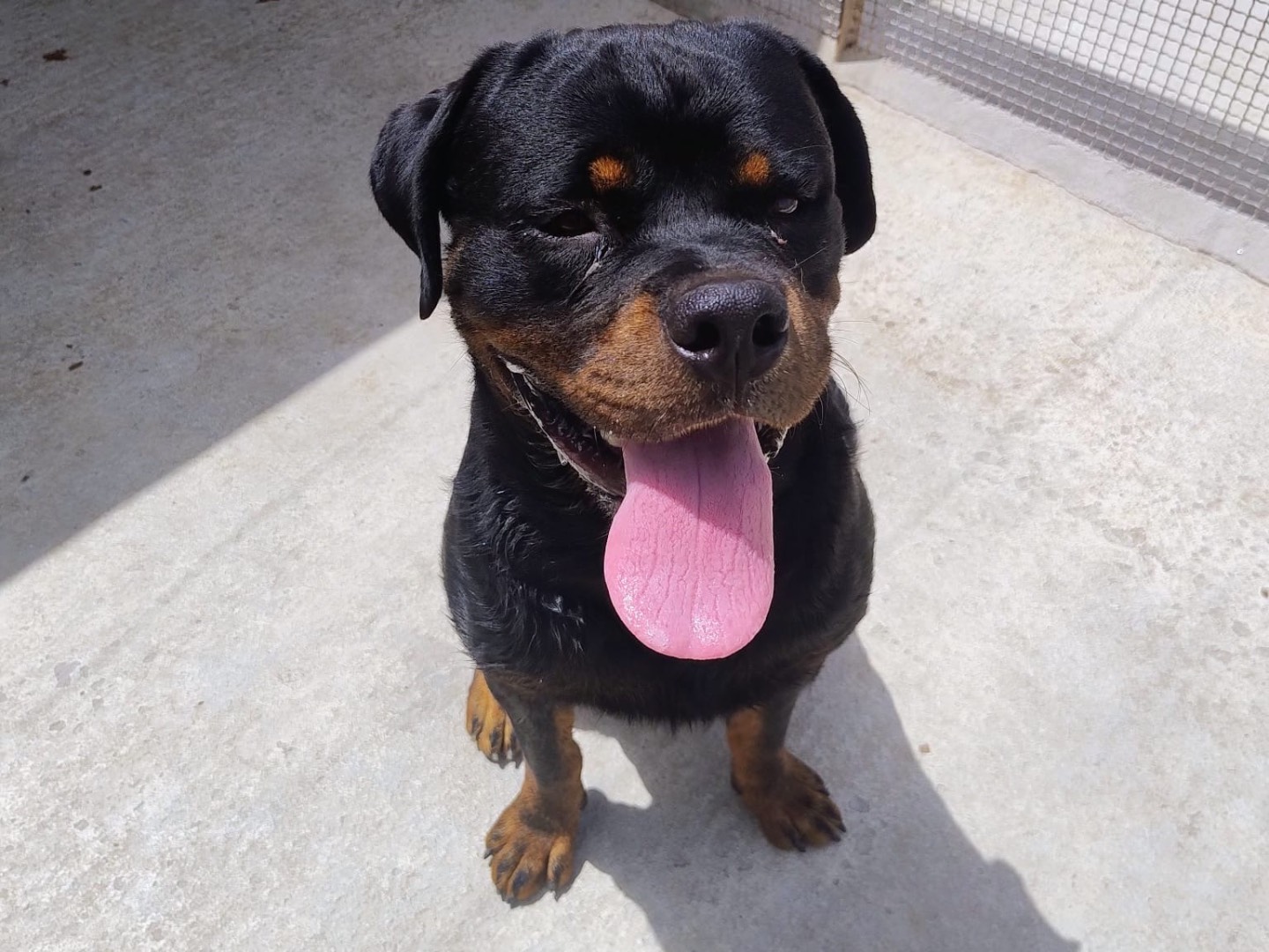 Adotta un cane, maschio, 1 anno e 10 mesi, Trapani