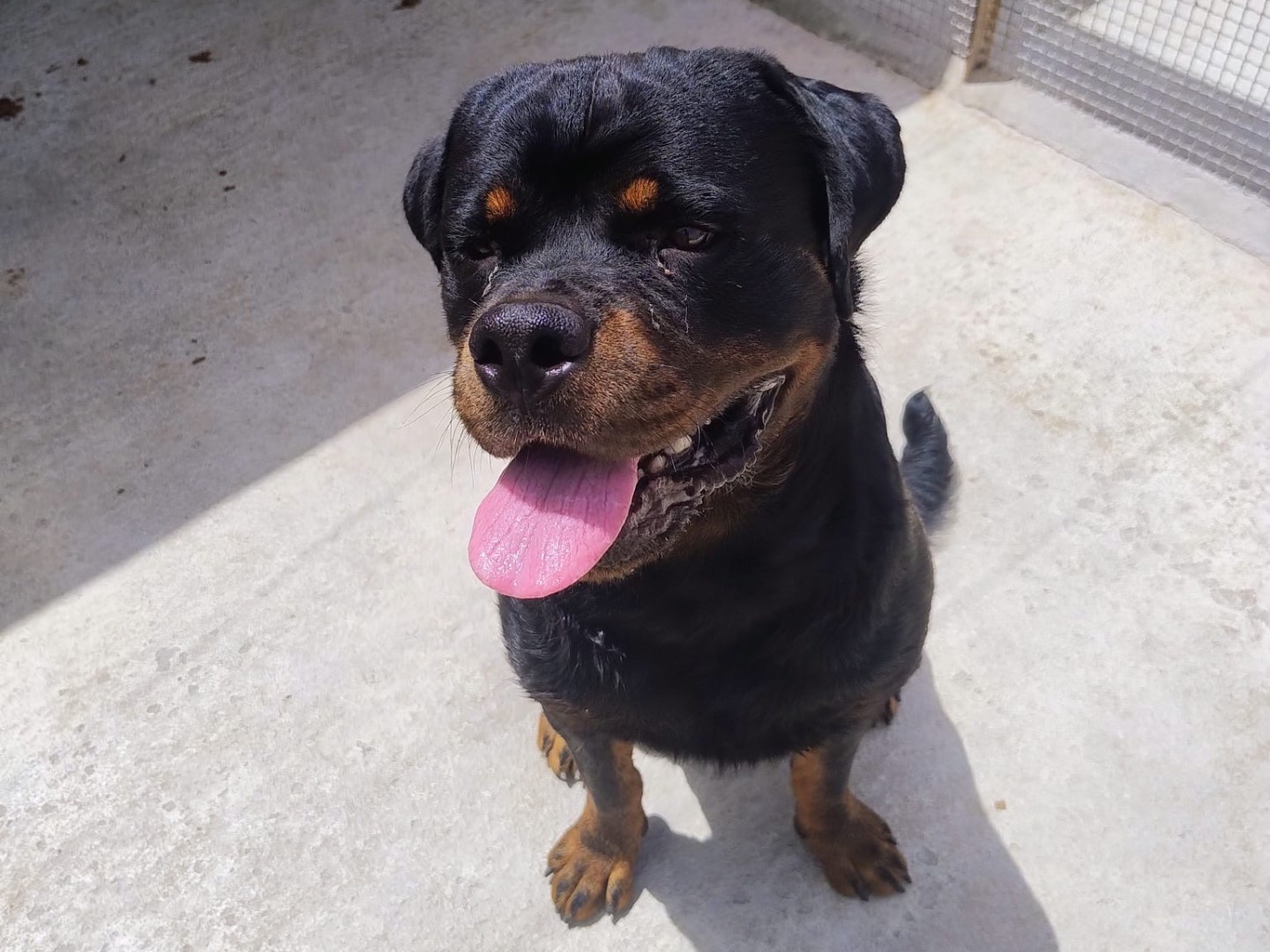 Adotta un cane, taglia grande, maschio, Trapani