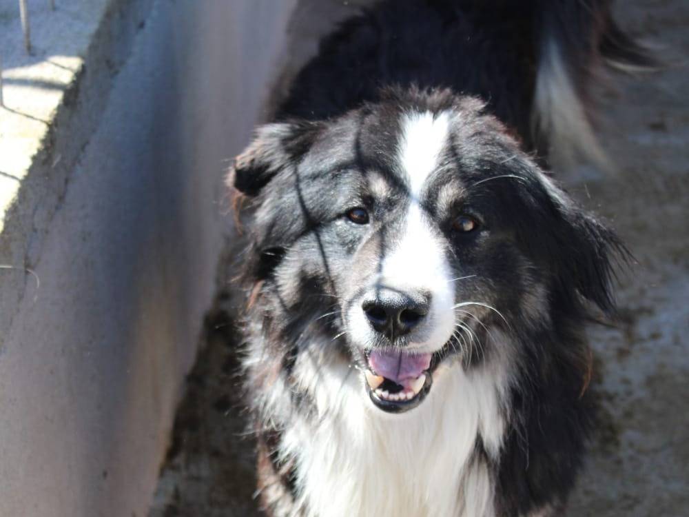 Adotta un cane, maschio, 3 anni e 1 mese, Cuneo