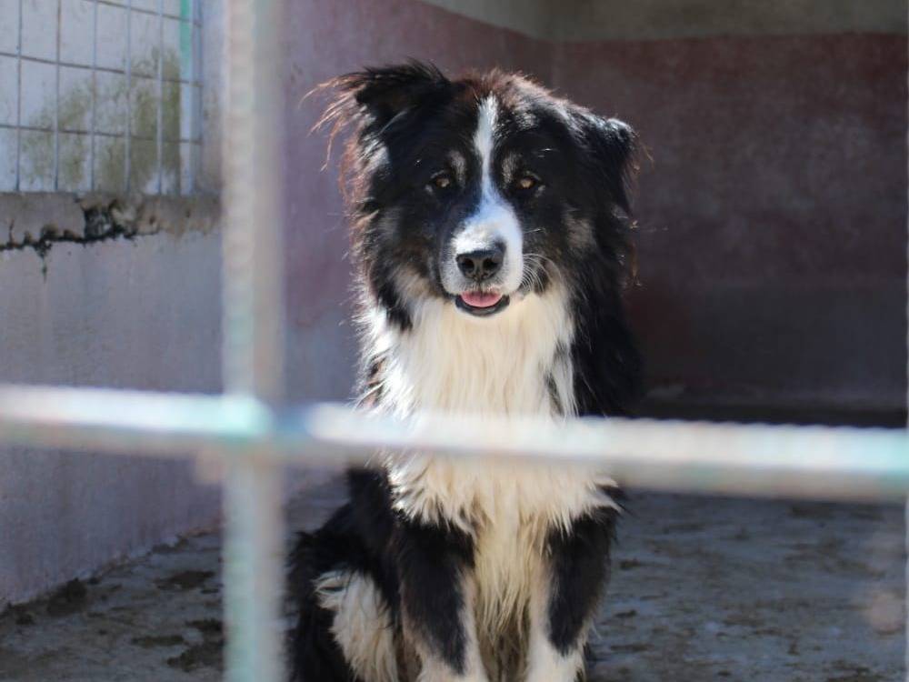 Adotta un cane, taglia media, maschio, Cuneo