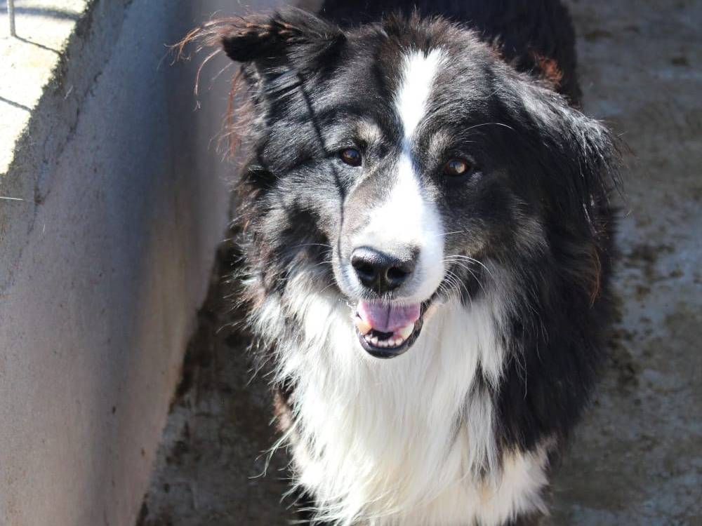 Vuoi adottare un cane a Cuneo?