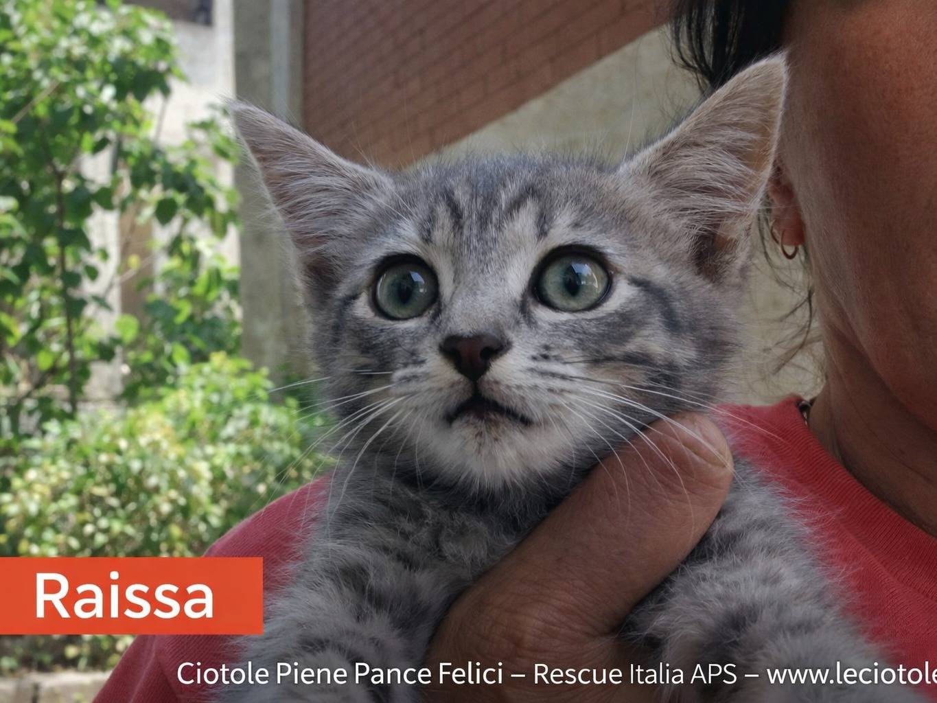 Adozione gatto, femmina, Razza sconosciuta Razza sconosciuta, 2 mesi, taglia non valida, Avellino