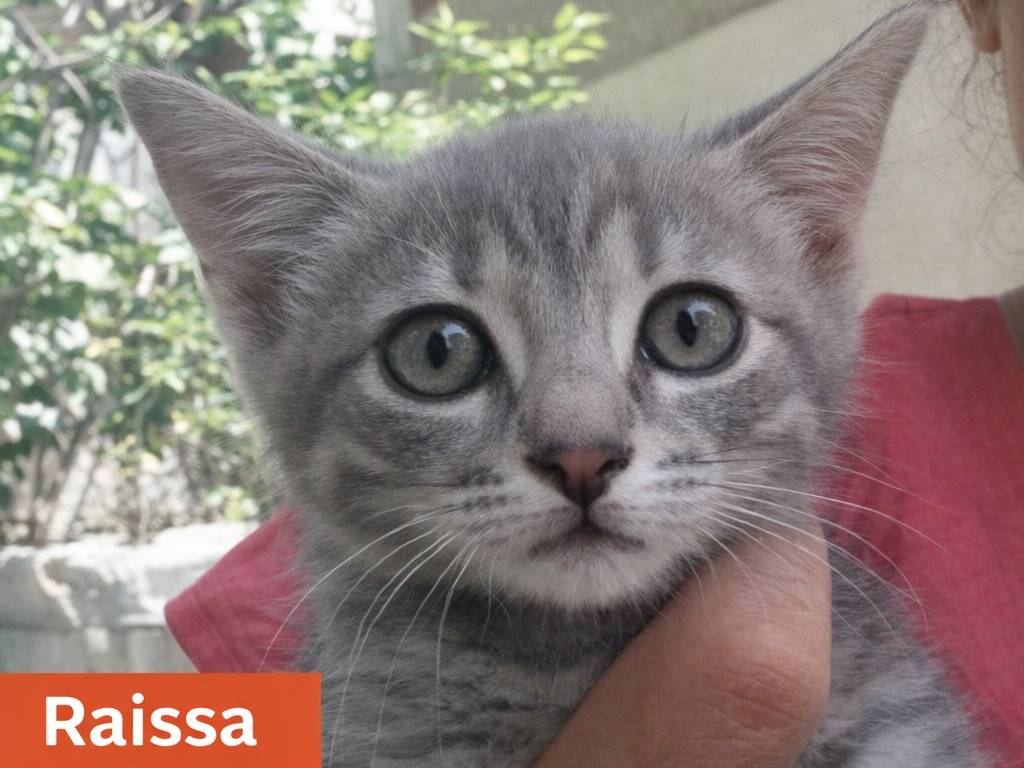 Adotta un gatto, femmina, 2 mesi, Avellino