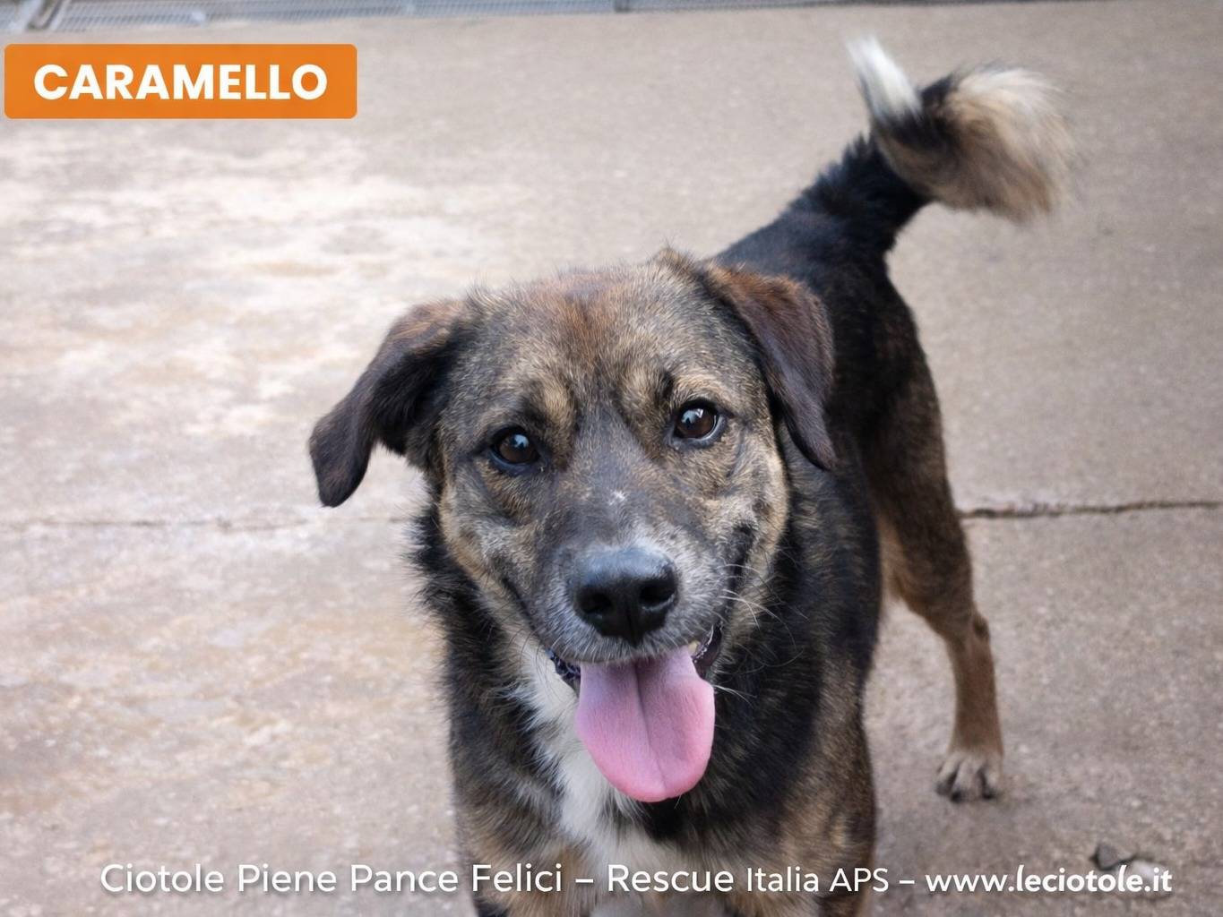 Adozione cane, maschio, Razza sconosciuta Razza sconosciuta, 4 anni e 9 mesi, taglia grande, Avellino