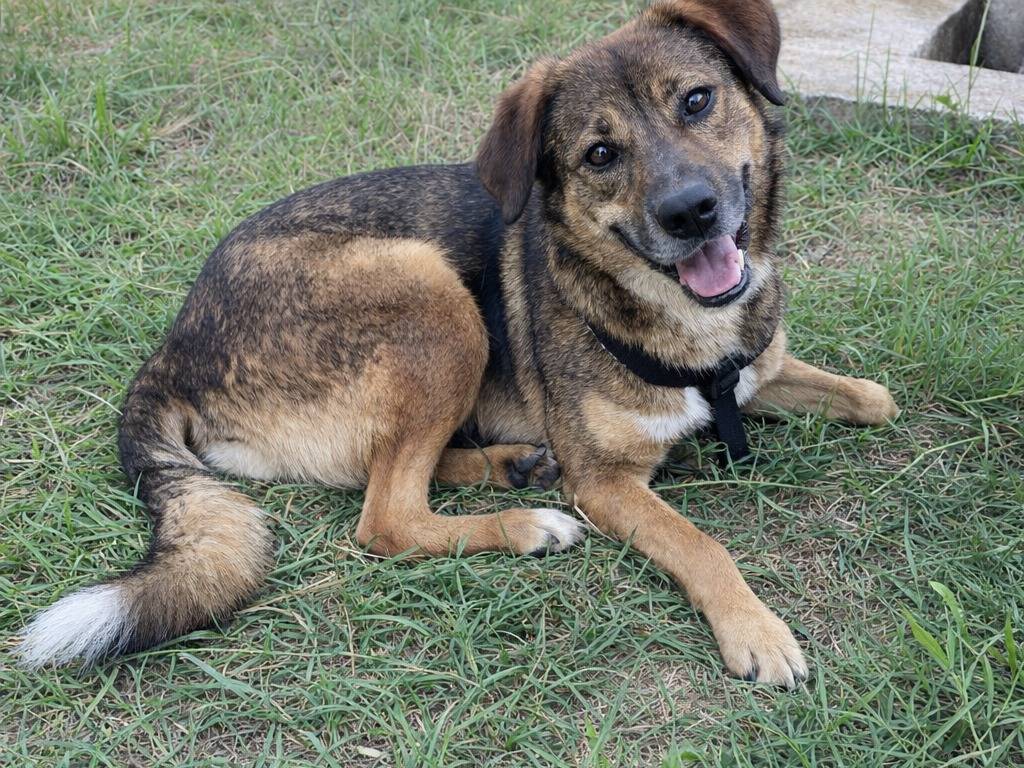 Adotta un cane, maschio, 4 anni e 9 mesi, Avellino